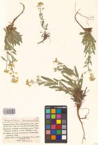 Sterigmostemum caspicum (Lam.) Kuntze, Eastern Europe, Eastern region (E10) (Russia)