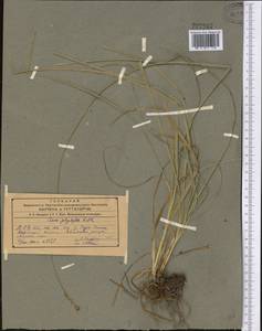 Carex polyphylla, Middle Asia, Western Tian Shan & Karatau (M3) (Kyrgyzstan)