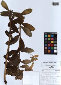 KUZ 001 539, Euphorbia pilosa L., Siberia, Altai & Sayany Mountains (S2) (Russia)