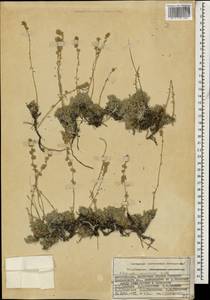 Artemisia alpina Pall. ex Willd., Caucasus, Azerbaijan (K6) (Azerbaijan)