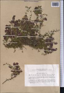 Thymus diminutus Klokov, Middle Asia, Pamir & Pamiro-Alai (M2) (Tajikistan)