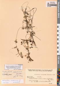 Ranunculus mongolicus (Krylov) Serg., Siberia, Yakutia (S5) (Russia)