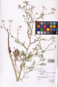 Seseli tortuosum L., Eastern Europe, Central forest-and-steppe region (E6) (Russia)