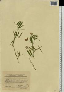 Lathyrus palustris L., Eastern Europe, Belarus (E3a) (Belarus)