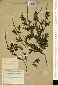 Glaucium corniculatum (L.) Rudolph, Caucasus, Georgia (K4) (Georgia)