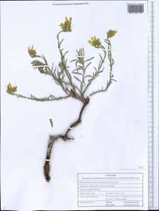 Onosma simplicissima L., Eastern Europe, North Ukrainian region (E11) (Ukraine)