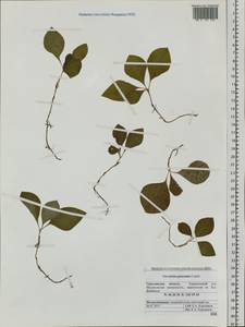 Vaccinium praestans Lamb., Siberia, Russian Far East (S6) (Russia)