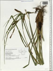 Carex riparia Curtis, Eastern Europe, Central region (E4) (Russia)