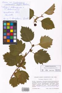 Crataegus chlorosarca Maxim., Eastern Europe, Moscow region (E4a) (Russia)