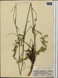 Dichoropetalum seseloides (C. A. Mey.) Pimenov & Kljuykov, Caucasus, Azerbaijan (K6) (Azerbaijan)