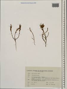 Salicornia, Eastern Europe, Middle Volga region (E8) (Russia)
