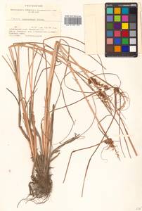 Carex neurocarpa Maxim., Siberia, Russian Far East (S6) (Russia)