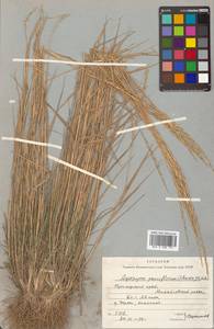 Elymus violaceus (Hornem.) J.Feilberg, Siberia, Russian Far East (S6) (Russia)