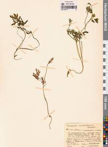 Corydalis magadanica A.P.Khokhr., Siberia, Chukotka & Kamchatka (S7) (Russia)