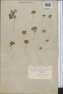 Euphorbia densa Schrenk, Middle Asia, Syr-Darian deserts & Kyzylkum (M7) (Uzbekistan)