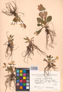 Primula vulgaris Huds., Crimea (KRYM) (Russia)