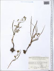 Asteraceae, Middle Asia, Caspian Ustyurt & Northern Aralia (M8) (Kazakhstan)