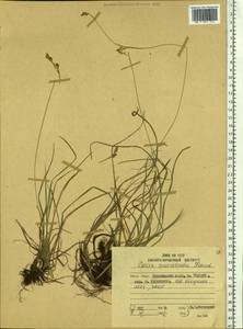 Carex caryophyllea var. microtricha (Franch.) Kük., Siberia, Russian Far East (S6) (Russia)