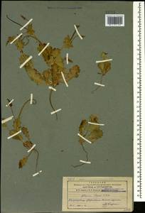 Glaucium elegans, Caucasus, Azerbaijan (K6) (Azerbaijan)