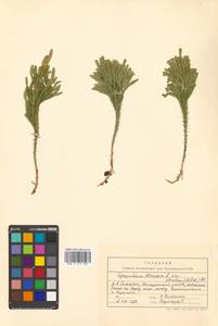 Dendrolycopodium obscurum (L.) A. Haines, Siberia, Russian Far East (S6) (Russia)