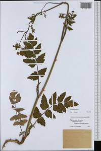 Pastinaca sativa L., Eastern Europe, Eastern region (E10) (Russia)