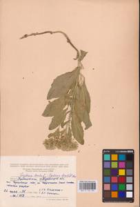 Lepidium draba L., Eastern Europe, Middle Volga region (E8) (Russia)