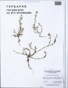 Polygonum arenastrum subsp. arenastrum, Siberia, Central Siberia (S3) (Russia)