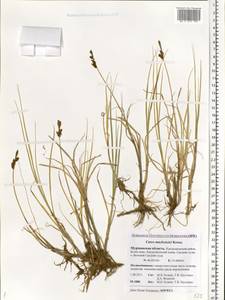 Carex mackenziei V.I.Krecz., Eastern Europe, Northern region (E1) (Russia)