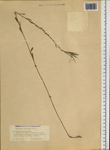 Erysimum odoratum Ehrh., Siberia, Altai & Sayany Mountains (S2) (Russia)