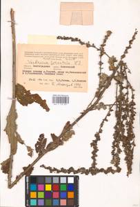 MHA 0 158 801, Verbascum chaixii Vill., Eastern Europe, Lower Volga region (E9) (Russia)
