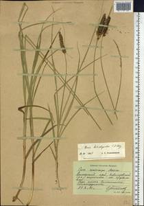Carex leiorhyncha C.A.Mey., Siberia, Russian Far East (S6) (Russia)