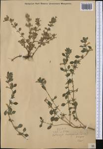 Clinopodium alpinum subsp. hungaricum (Simonk.) Govaerts, Western Europe (EUR) (Hungary)
