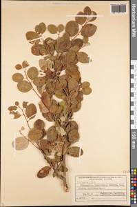 Cotoneaster, Middle Asia, Western Tian Shan & Karatau (M3) (Uzbekistan)
