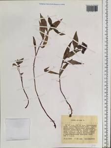 Phedimus aizoon (L.) 't Hart, Siberia, Russian Far East (S6) (Russia)