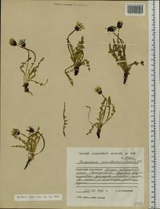 Taraxacum macilentum Dahlst., Siberia, Western Siberia (S1) (Russia)