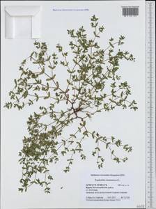 Euphorbia chamaesyce L., Crimea (KRYM) (Russia)