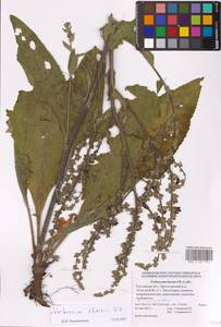 Verbascum chaixii Vill., Eastern Europe, Rostov Oblast (E12a) (Russia)