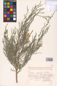 Tamarix gracilis Willd., Eastern Europe, Lower Volga region (E9) (Russia)