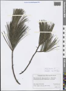 Pinus strobus L., Eastern Europe, Central forest region (E5) (Russia)