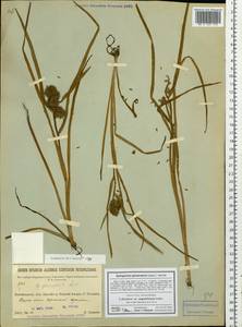 Sparganium glomeratum (Laest. ex Beurl.) Beurl., Siberia, Baikal & Transbaikal region (S4) (Russia)