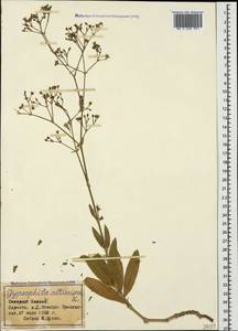 Gypsophila altissima L., Caucasus, Stavropol Krai, Karachay-Cherkessia & Kabardino-Balkaria (K1b) (Russia)