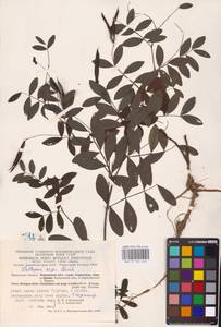 Lathyrus niger (L.) Bernh., Eastern Europe, Central region (E4) (Russia)