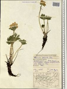 Anemonastrum narcissiflorum subsp. crinitum (Juz.) Raus, Mongolia (MONG) (Mongolia)