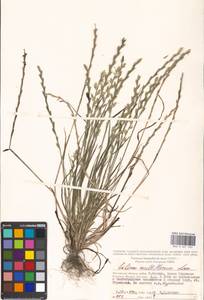 Lolium multiflorum Lam., Eastern Europe, Moscow region (E4a) (Russia)