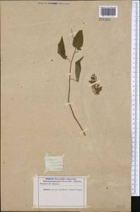 Solanum dulcamara L., Middle Asia, Kopet Dag, Badkhyz, Small & Great Balkhan (M1) (Turkmenistan)