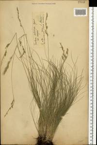 Festuca valesiaca Schleich. ex Gaudin, Eastern Europe, Central forest-and-steppe region (E6) (Russia)