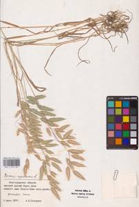 Bromus squarrosus L., Eastern Europe, Lower Volga region (E9) (Russia)