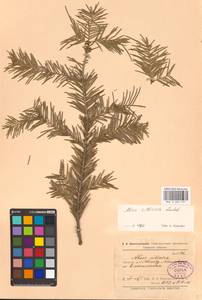 Abies sibirica Ledeb., Eastern Europe, Eastern region (E10) (Russia)