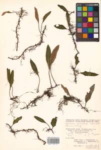 Pyrrosia petiolosa (Christ) Ching, Siberia, Russian Far East (S6) (Russia)