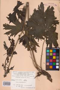 Aconitum lycoctonum subsp. moldavicum (Hacq.) Jalas, Eastern Europe (no precise locality) (E0)